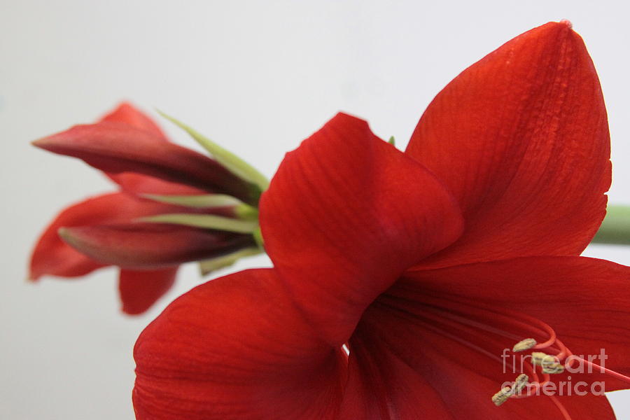 Red Amaryllis and bud Photograph by Robin Pedrero