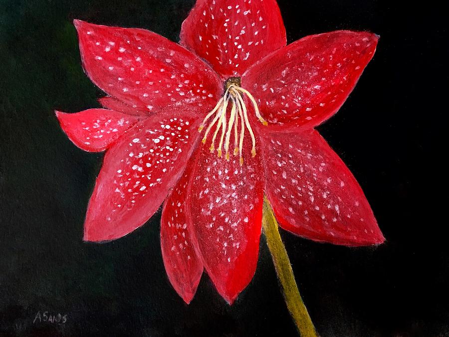 Red Amaryllis Painting by Anne Sands