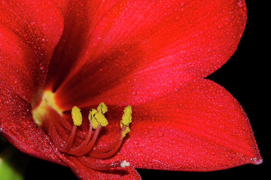 Red Amaryllis Beauty, Close-up Photograph