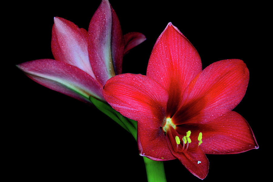 Red Amaryllis Beauty Photograph