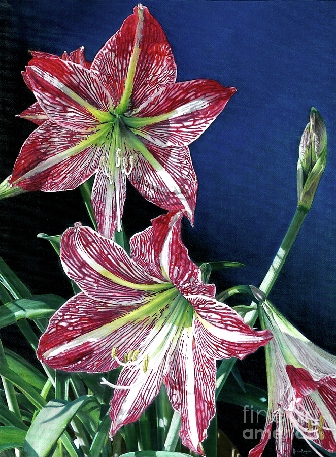 Red Amaryllis Painting by Ben Van Rooyen | Fine Art America