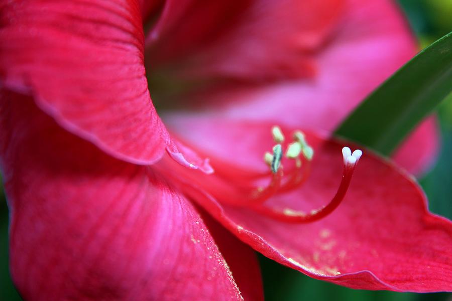 Red Amaryllis Closeup Photograph by Carol Montoya
