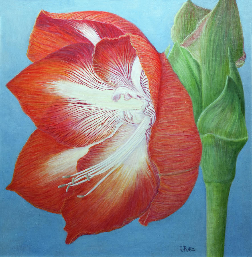 Red Amaryllis First Bloom Painting by Gay Pautz