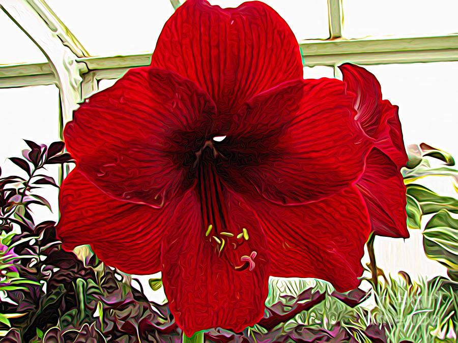 Red Amaryllis Flower Expressionist Effect Photograph by Rose Santuci-Sofranko