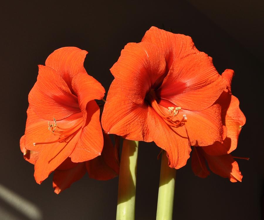 Amaryllis Flower Photograph - Red Amaryllis by Georgeta  Blanaru