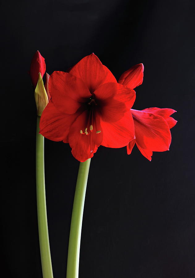 Red Amaryllis  Photograph by Jeff Townsend