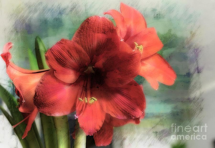 Red Amaryllis Photograph by Marcia Lee Jones