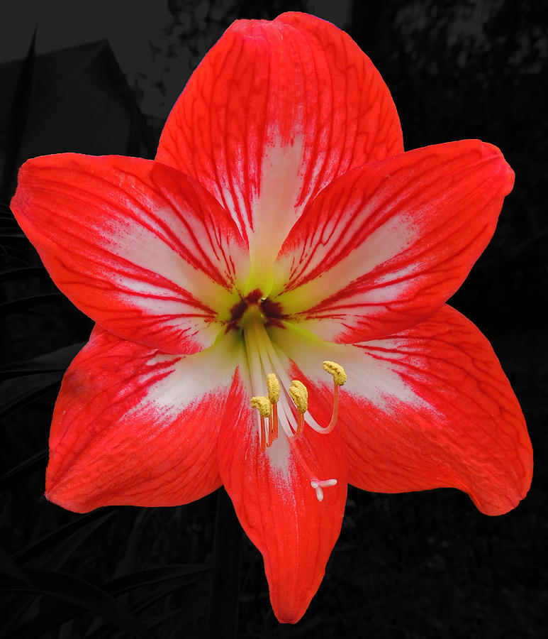 Lily Photograph - Red Amaryllis by Marian Bell