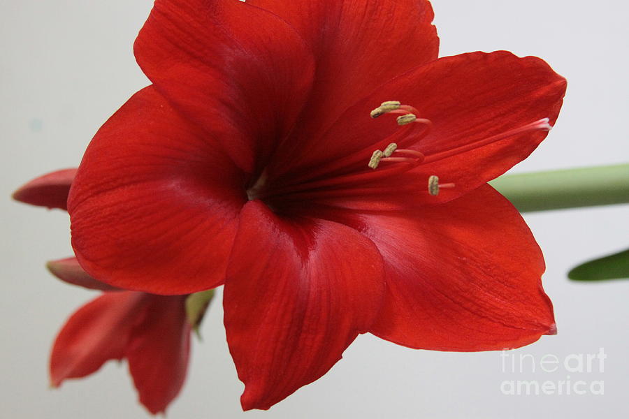 Red Amaryllis Photograph by Robin Pedrero
