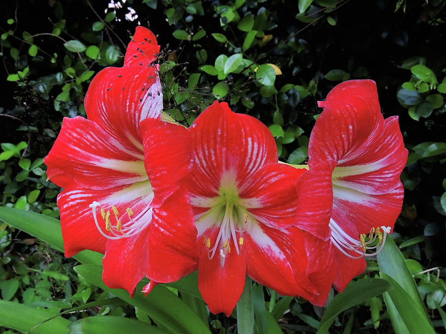 Flowers Still Life Digital Art - Red Amaryllis Trio by Marian Bell