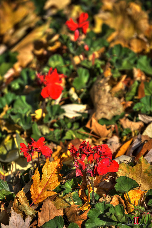 Red Amongst The Fallen Photograph by Michael Frank Jr