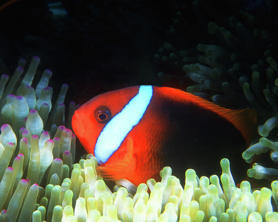 Red and Black Anemonefish, Great Barrier Reef Photograph by Pauline Walsh Jacobson