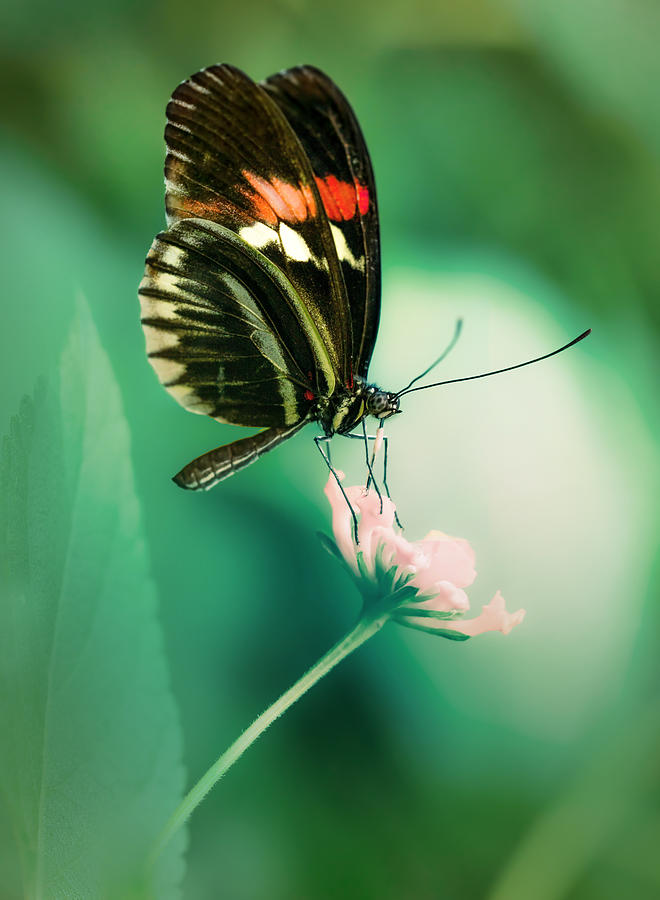 Red and black butterfly on white flower Photograph by Jaroslaw Blaminsky
