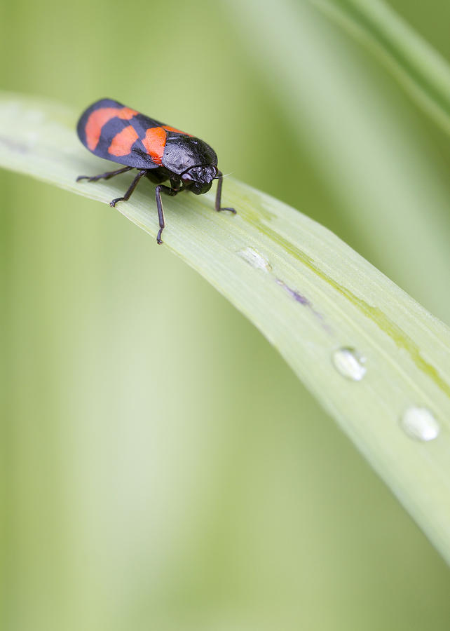 Red and Black Froghopper   Cercopis vulnerata  Photograph by Chris Smith