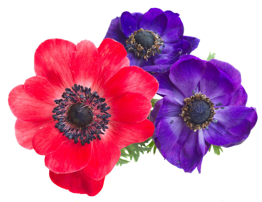 Red and Blue Anemone Flowers  Photograph by Anastasy Yarmolovich
