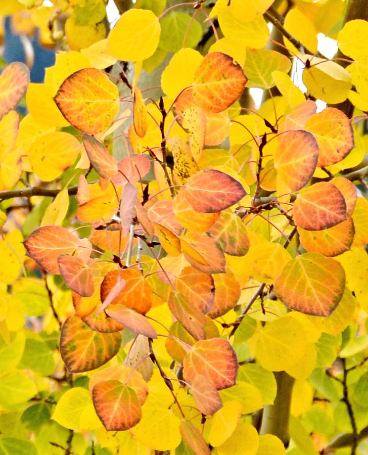 Red and Gold Aspen Leaves Photograph by Amy McDaniel