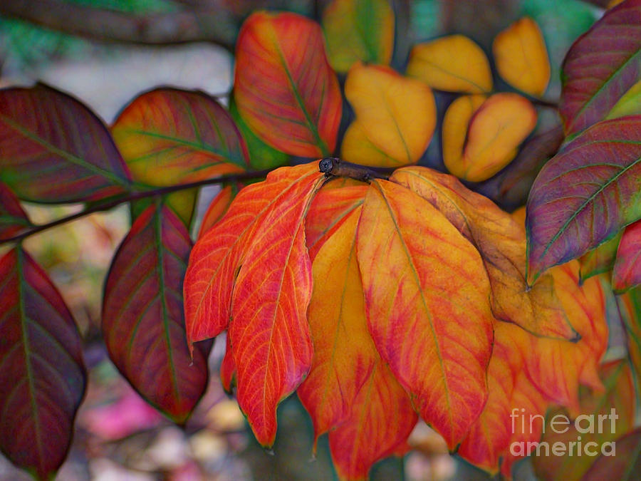 Nature Photograph - Red and Gold Autumn Leaves by Sue Melvin