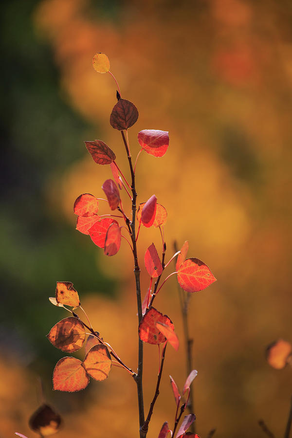 Red and Gold by David Chandler Red and Gold by David Chandler