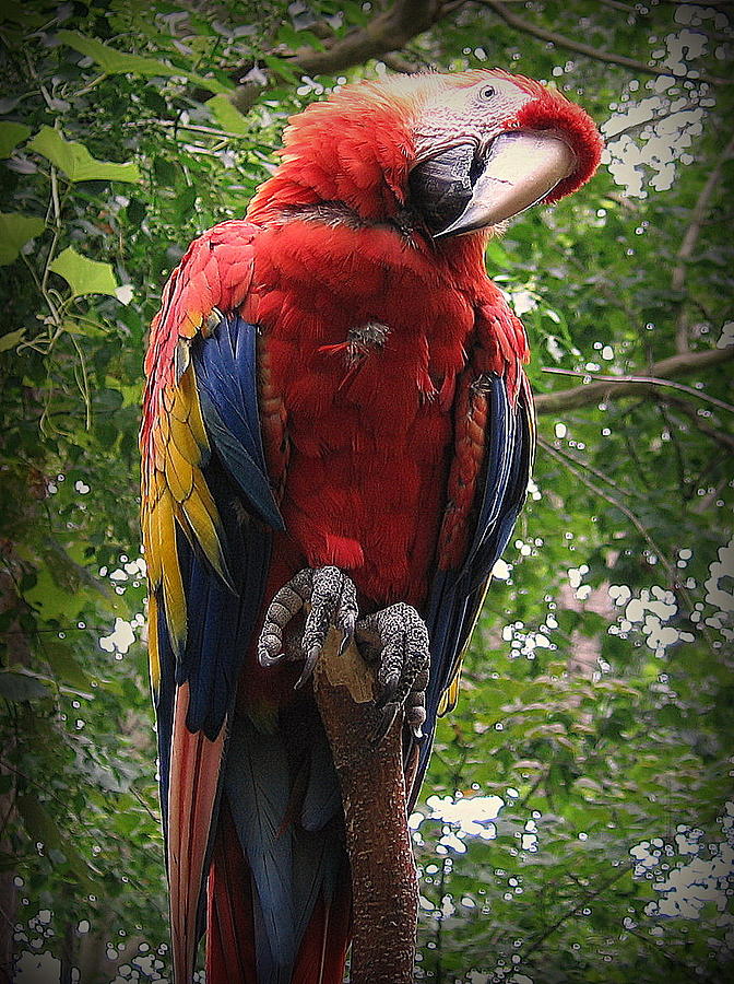 Red and Gold Macaw I like you Photograph by John Olson
