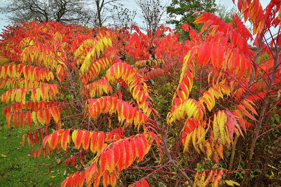 Red and Gold Sumac in Severson Dells Natural Area Photograph by Ray Mathis