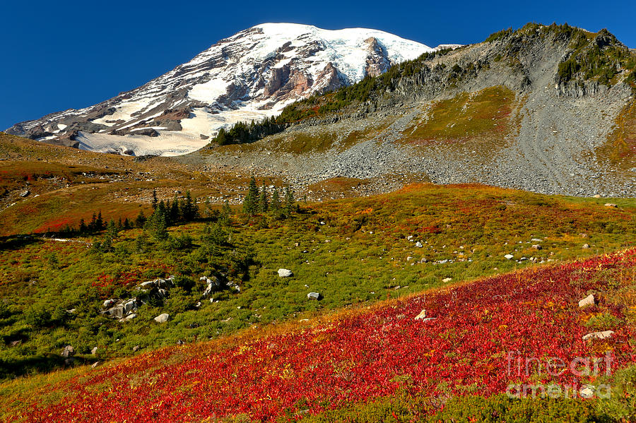 Red And Green Below Rainier Photograph by Adam Jewell