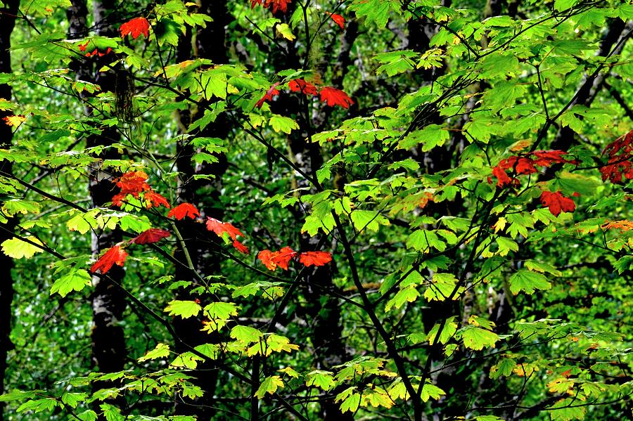 Red and Green Fall Photograph by Jerry Sodorff