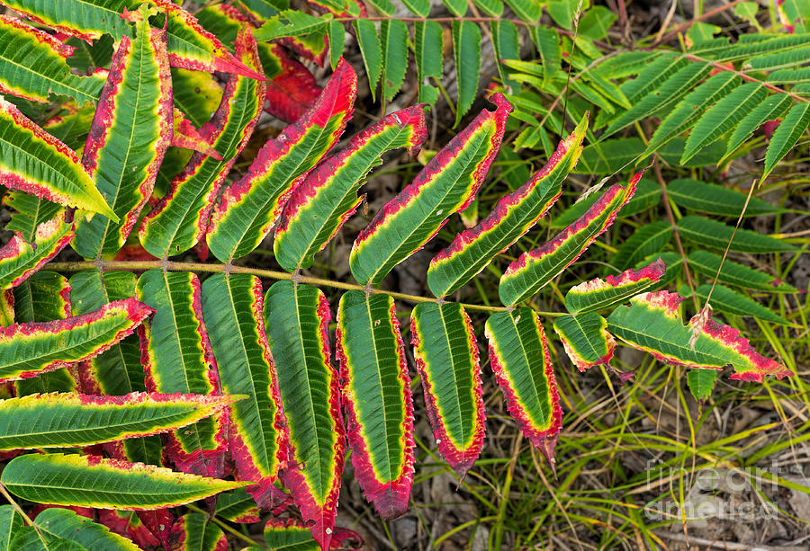 Red and green fern leaves Photograph by Les Palenik