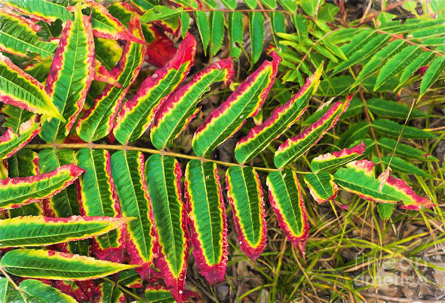 Red and green fern leaves - painterly Photograph by Les Palenik