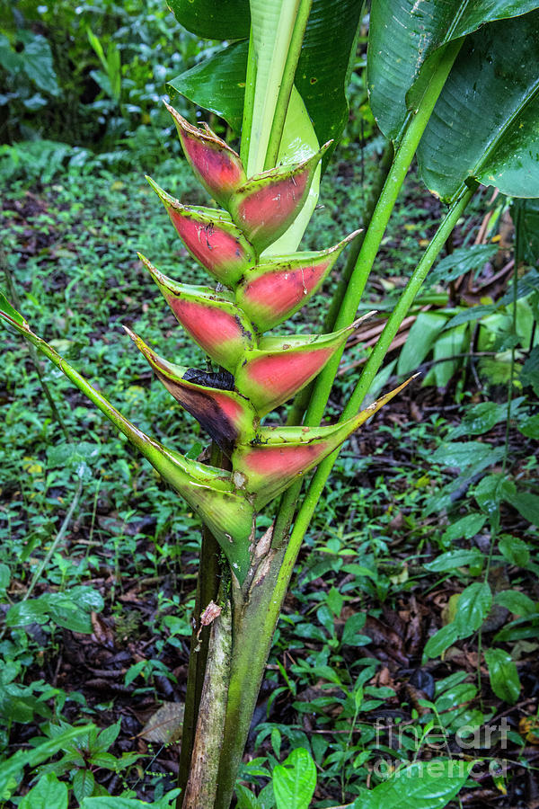 Red and Green Heliconia Photograph by Kathy McClure