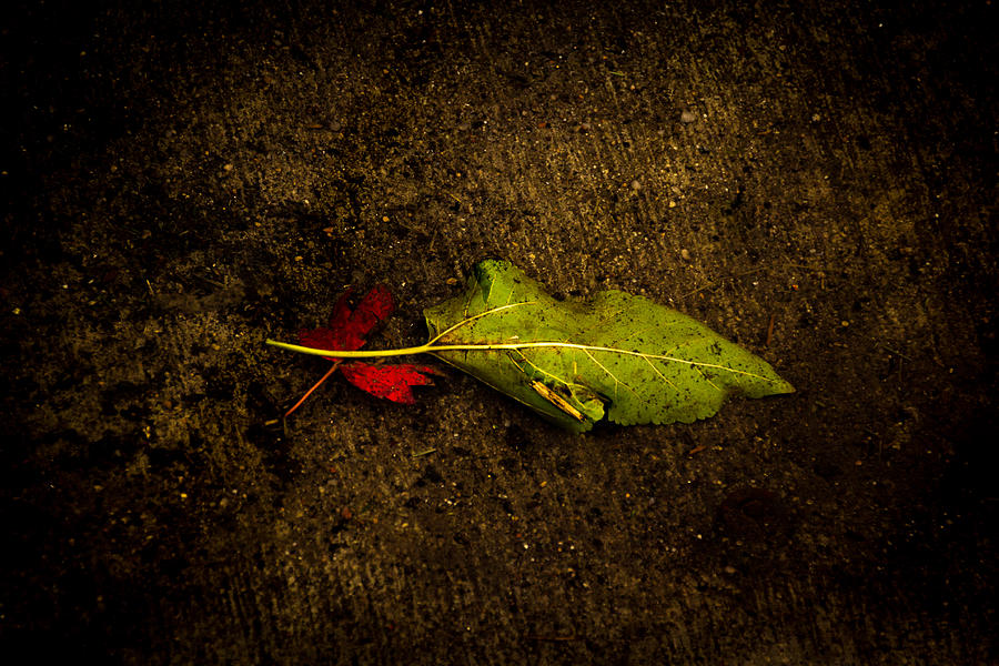 Red and Green Photograph by Jay Stockhaus