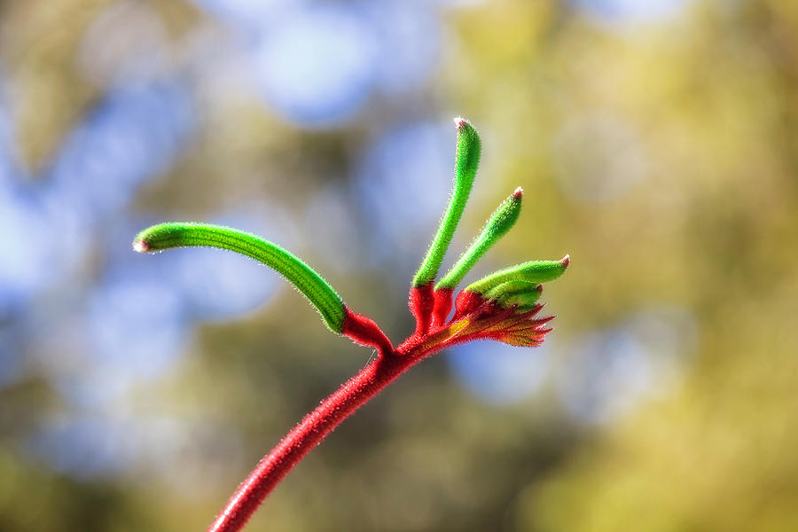 Red and Green Kangaroo Paw, Kings Park Photograph by Dave Catley