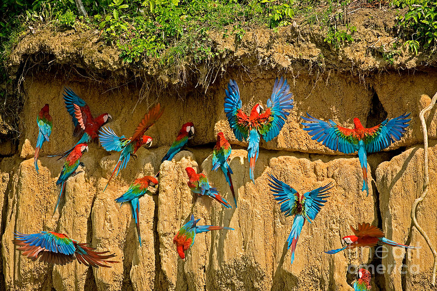 Red-and-green Macaw Ara Chloroptera Photograph by Gerard Lacz