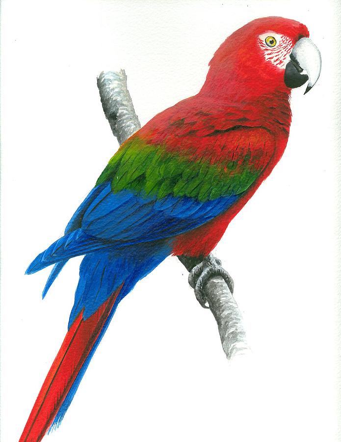 Red and Green Macaw Painting by Christopher Cox