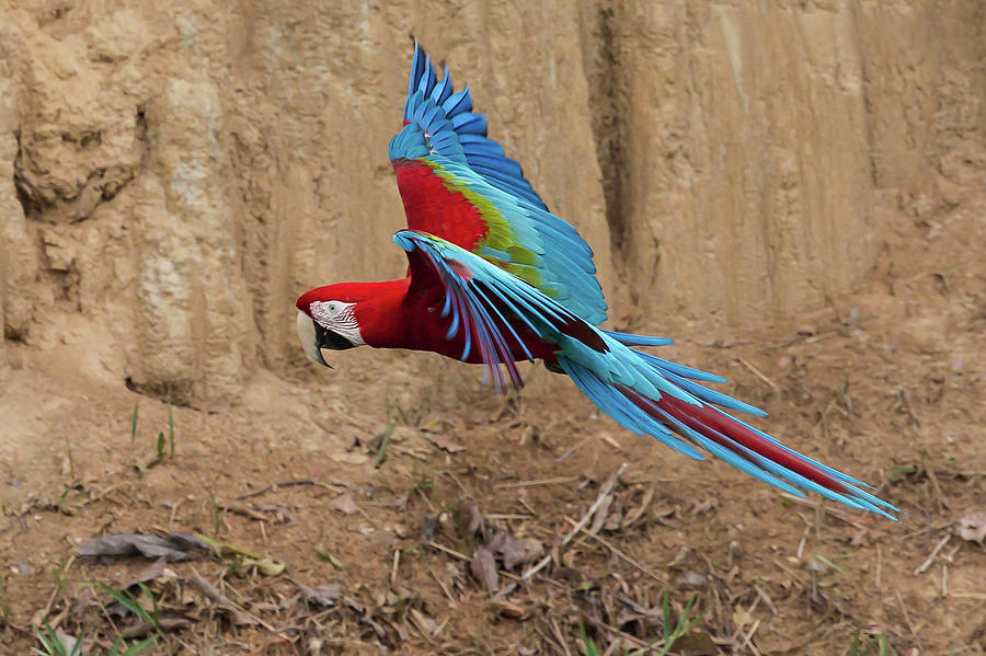 Red-and-green Macaw Photograph by Jean-Luc Baron