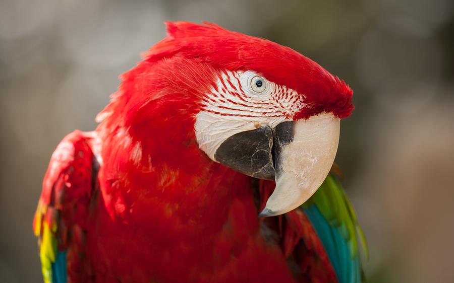 Parrot Digital Art - Red-and-green Macaw by Maye Loeser