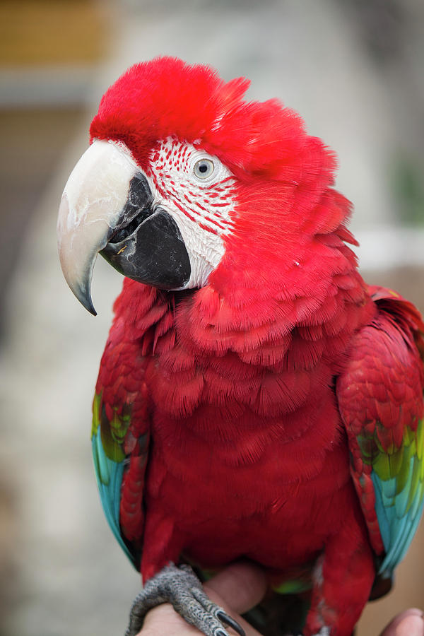 Red and Green Macaw Photograph by Teresa Wilson