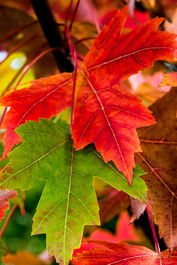 Fall Photograph - Red and Green by Mick Anderson