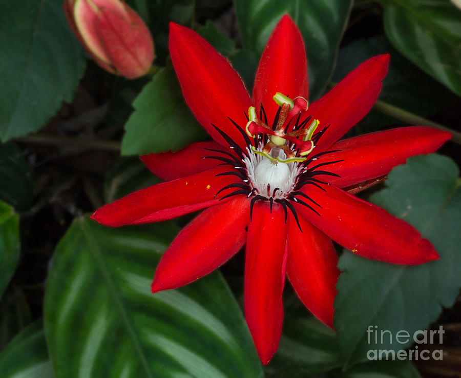 Red and Green Photograph by Robert Pilkington
