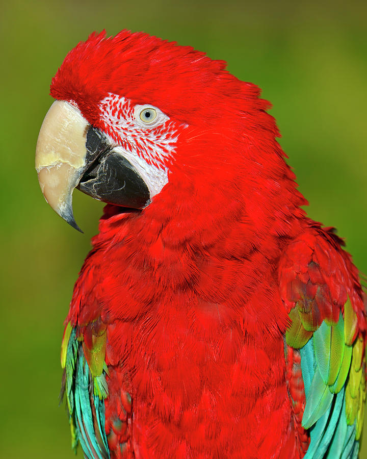 Macaw Photograph - Red and Green by Tony Beck