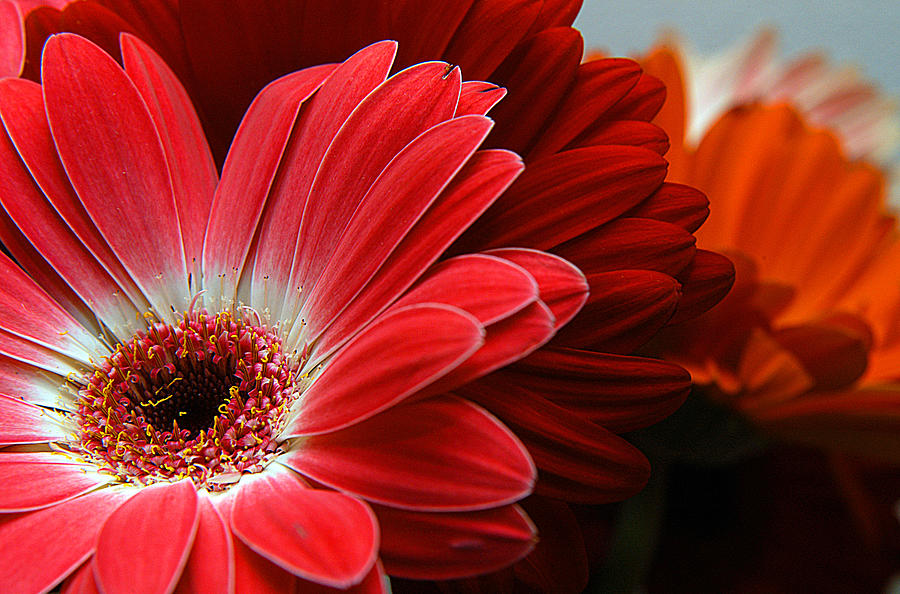 Red and Orange Florals Photograph by Clayton Bruster