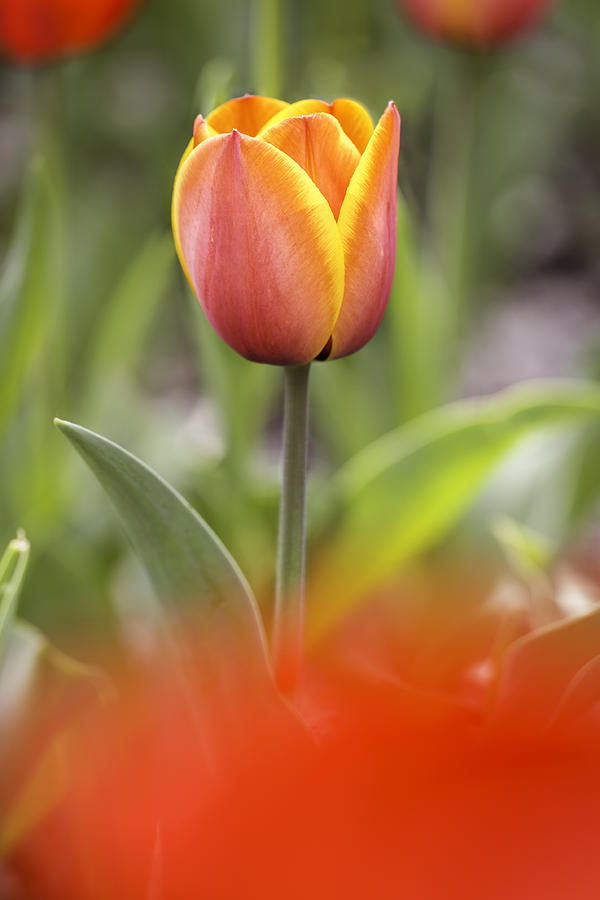 Red and Orange Tulip Photograph by Alain De Maximy - Fine Art America