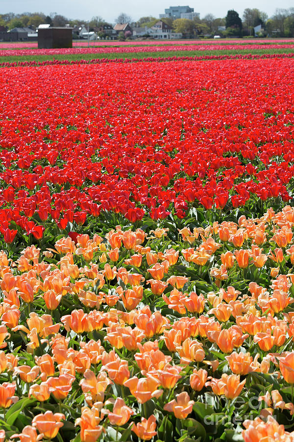Red and peach tulips under cultivation in Lisse Holland Photograph by Louise Heusinkveld