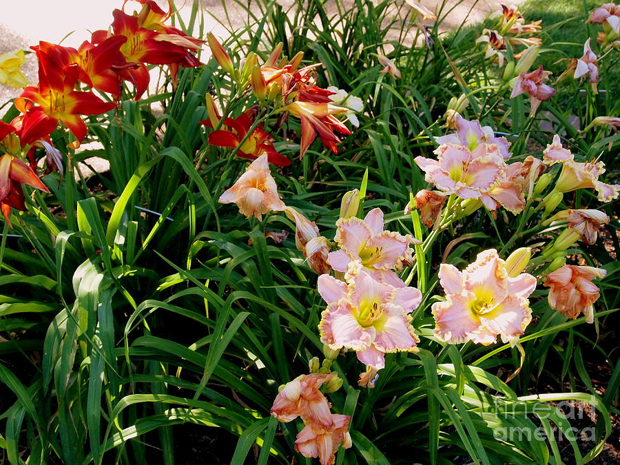 Red and Pink Day Lilies Photograph by Nancy Kane Chapman