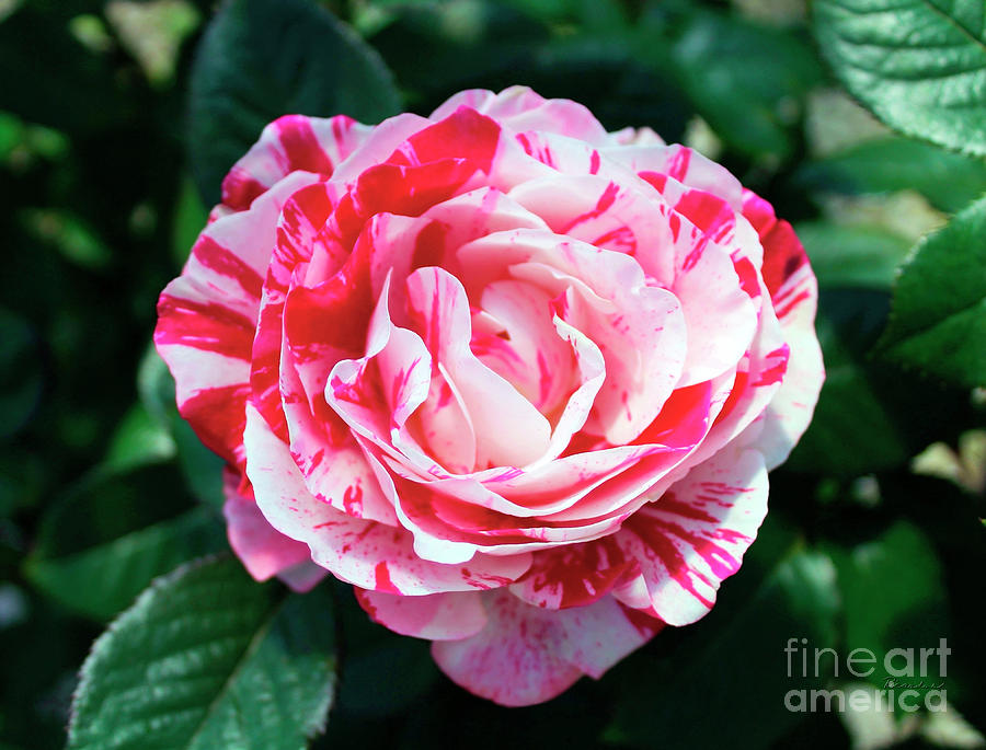 Red and Pink Floral Candy Rose Garden 490 Photograph by Ricardos Creations
