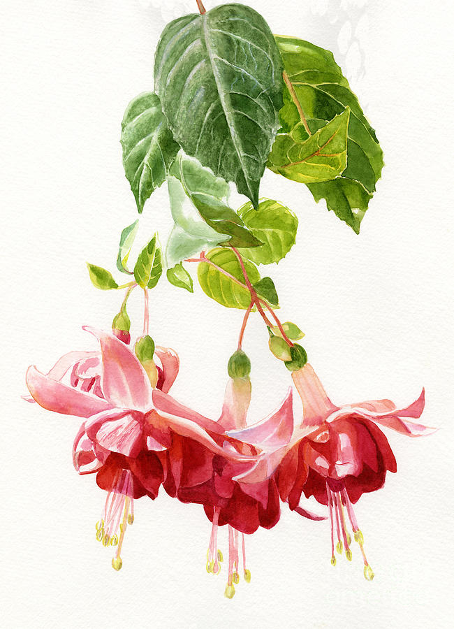 Flower Painting - Red and Pink Fuchsias by Sharon Freeman