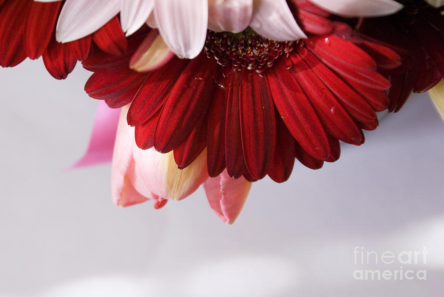 Red and pink gerberas and tulips Photograph by Cindy Garber Iverson