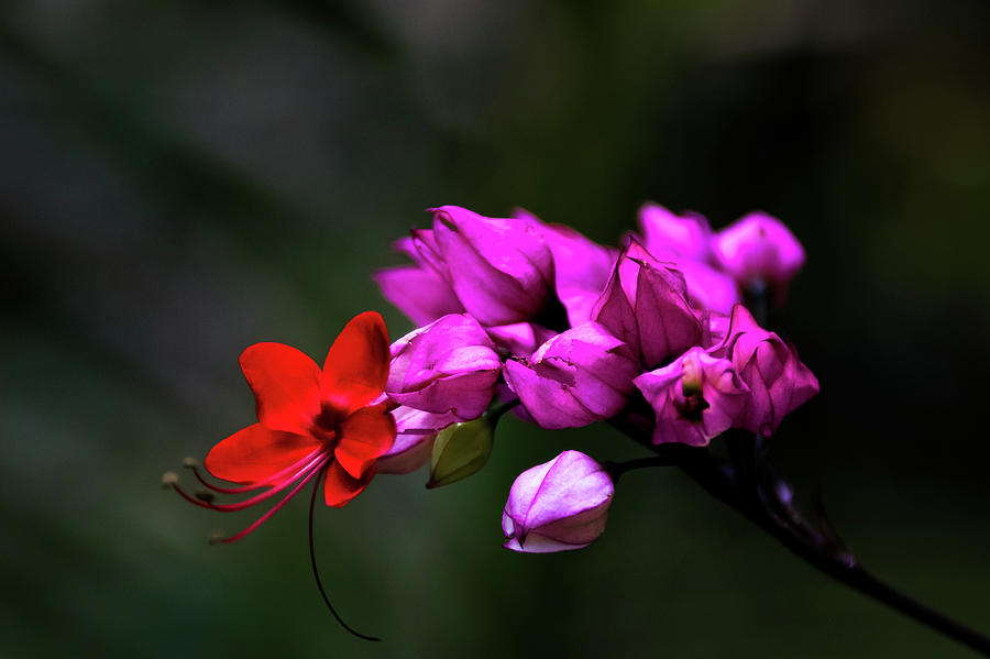 Red and Pink Photograph by Jay Stockhaus