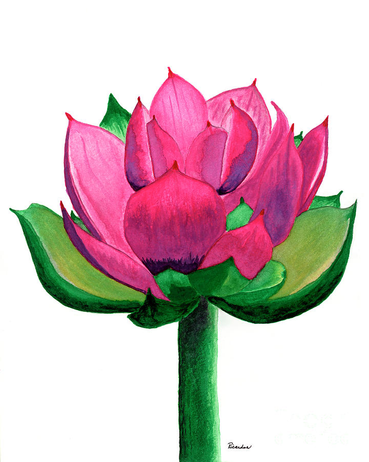Red and Pink Lotus Floral Watercolor Painting 619 Painting by Ricardos Creations