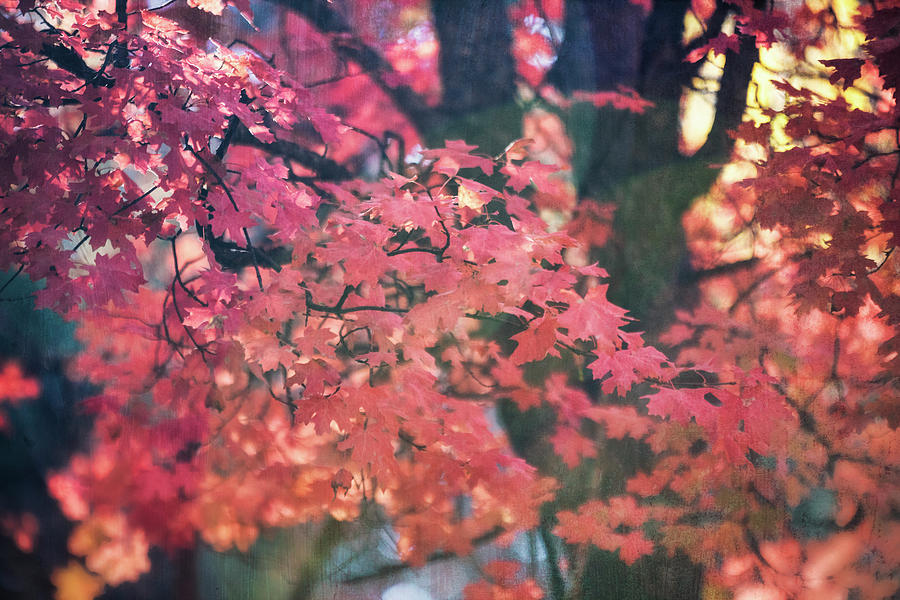 Red and Pink Maple Photograph by Saija Lehtonen