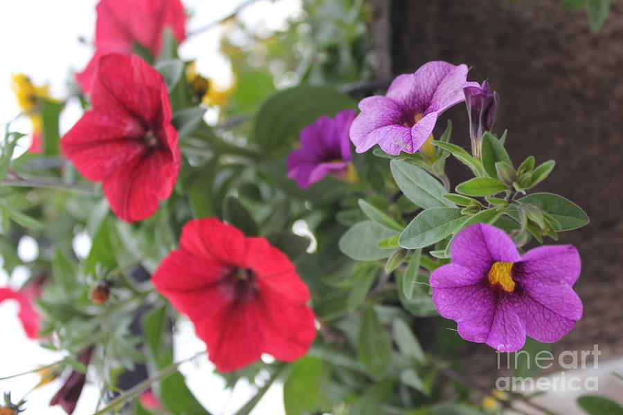 Red and Purple Petunias Photograph by Donna L Munro